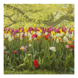 Pôster Tulipas coloridas num parque