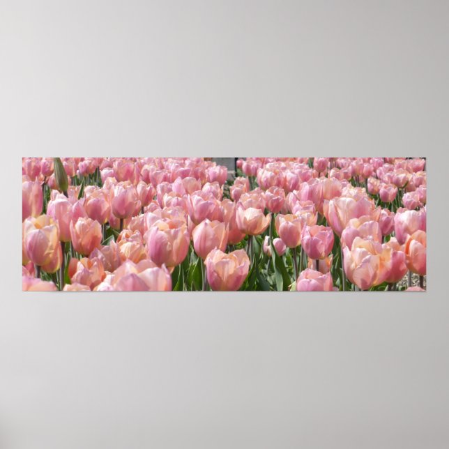 Poster Tulipas cor-de-rosa com beijos solares (Frente)