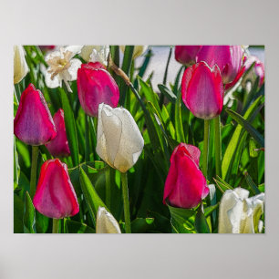 Poster Tulipas Cor-De-Rosa E Brancas Painterly