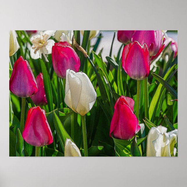 Poster Tulipas Cor-De-Rosa E Brancas Painterly (Frente)