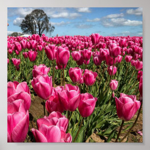 Poster Tulipas cor-de-rosa em um campo, Oregon