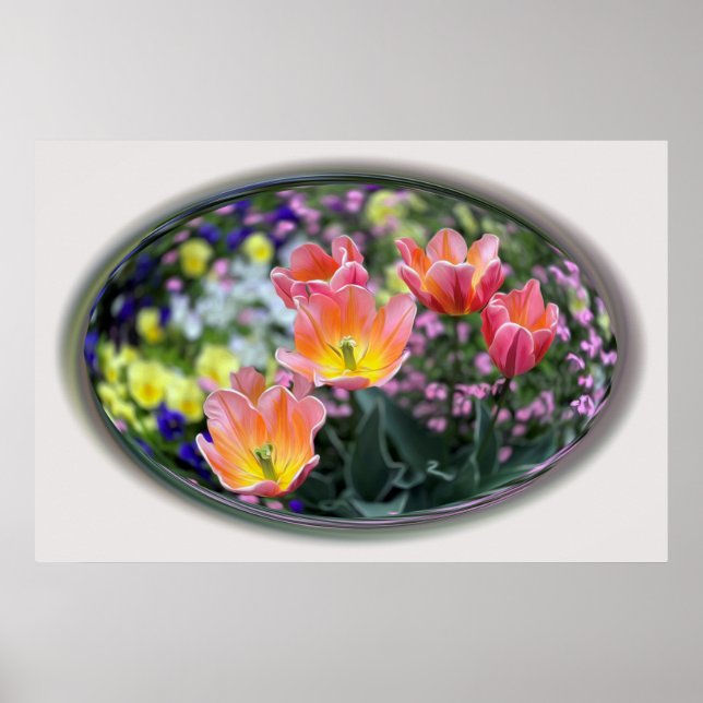 Poster tulipas cor-de-rosa ouro (Frente)