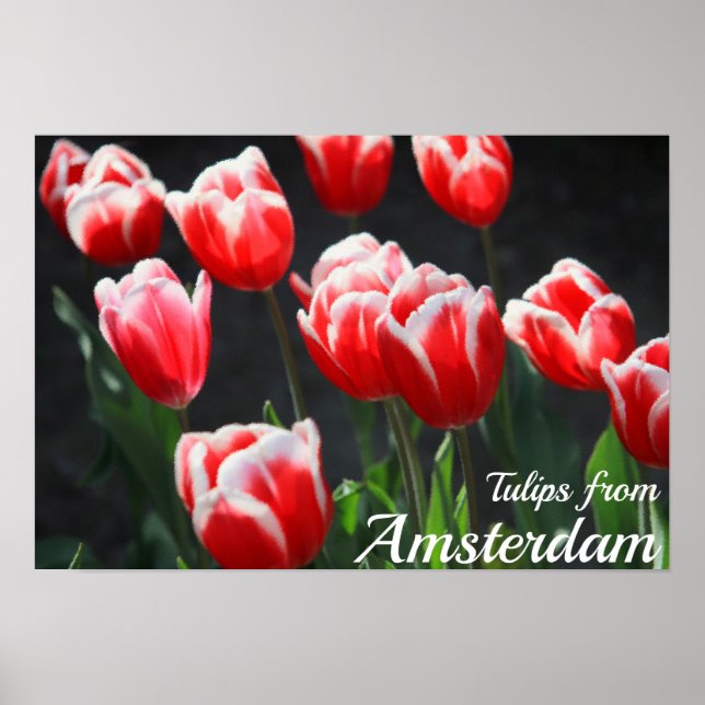 Poster Tulipas de Amsterdã (Frente)