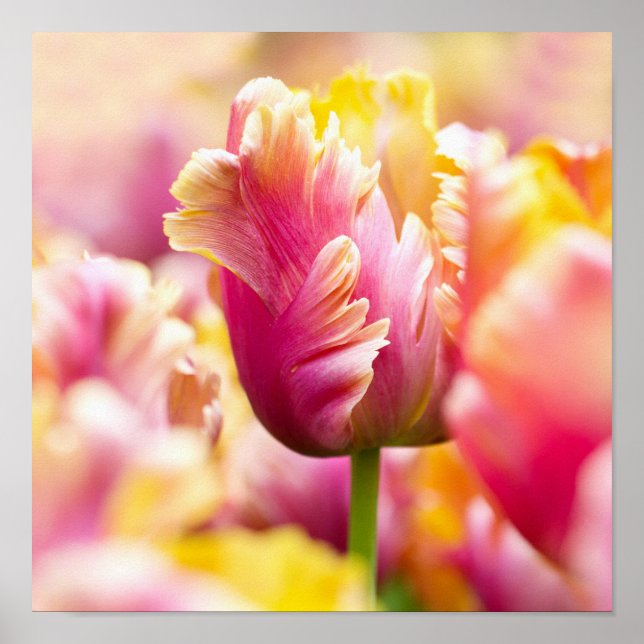 Poster Tulipas de Fechamento (Frente)