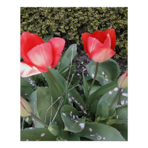 Pôster Tulipas de jardim