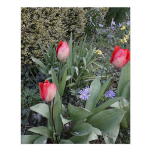 Pôster Tulipas de jardim vermelho