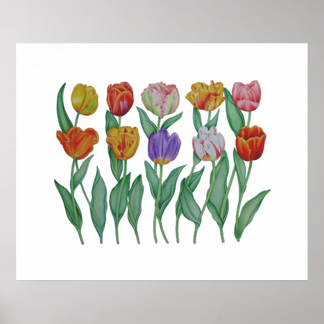 Poster Tulipas de primavera (Frente)