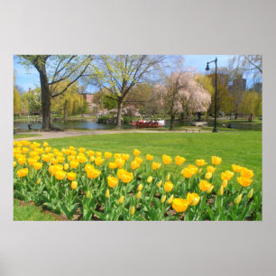 Pôster Tulipas do amarelo do jardim público de Boston