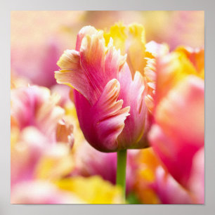 Poster Tulipas do Fim-acima