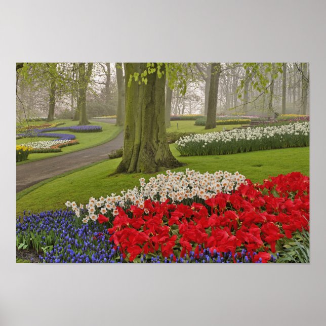 Pôster Tulipas e daffodils, Jardins de Keukenhof, (Frente)