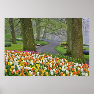 Pôster Tulipas e estrada, Jardins Keukenhof, Lisse,