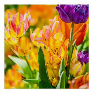 Pôster Tulipas Encantando 01