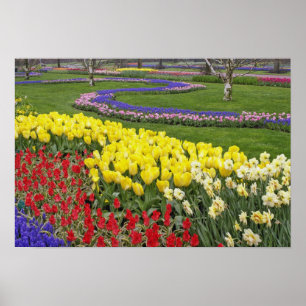 Poster Tulipas, Hyacinth de Uva e Daffodils,