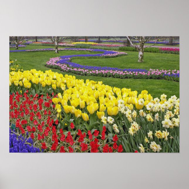 Poster Tulipas, Hyacinth de Uvas e Daffodils, (Frente)