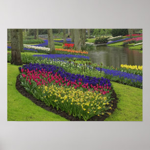 Pôster Tulipas, Jacintos de Uva e narcisos,