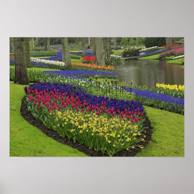 Pôster Tulipas, Jacintos de Uva e narcisos, (Frente)