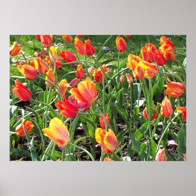 Poster Tulipas Laranja (Frente)