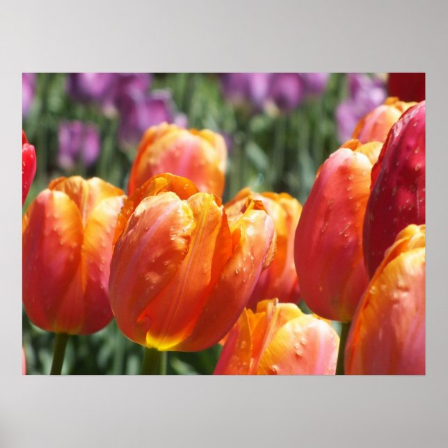 Poster Tulipas Laranja (Frente)