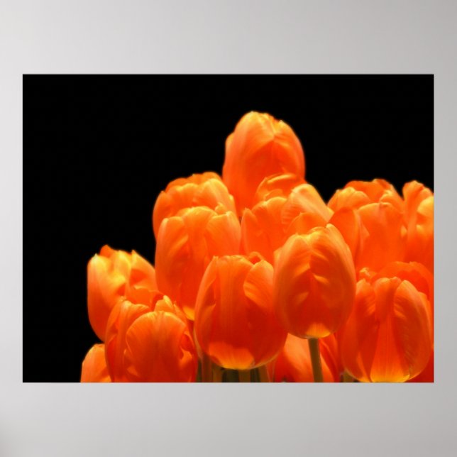 Poster Tulipas Laranja (Frente)