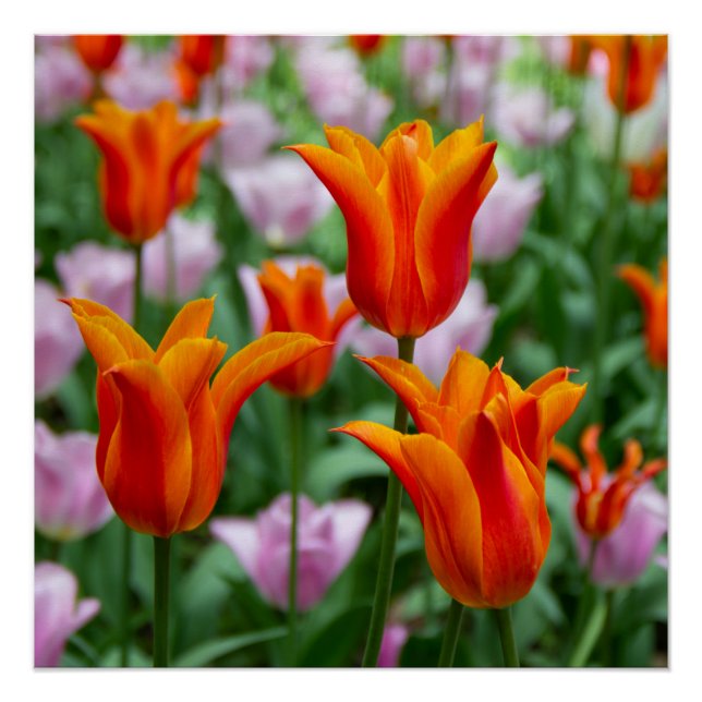 Pôster Tulipas laranja-claras no parque (Frente)
