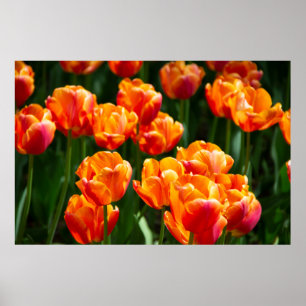 Poster Tulipas laranja-claras no parque