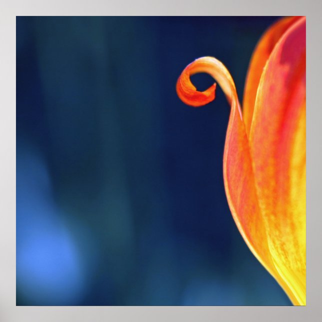 Poster Tulipas Laranja Curva Petal Curl Macro Abstrato (Frente)