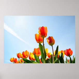 Poster Tulipas laranja e vermelhas vistas de baixo