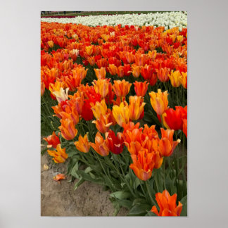 Poster Tulipas laranja no campo, Woodburn, OU