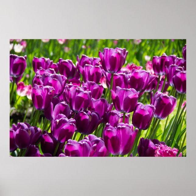 Poster Tulipas lilás brilhantes num dia ensolarado (Frente)