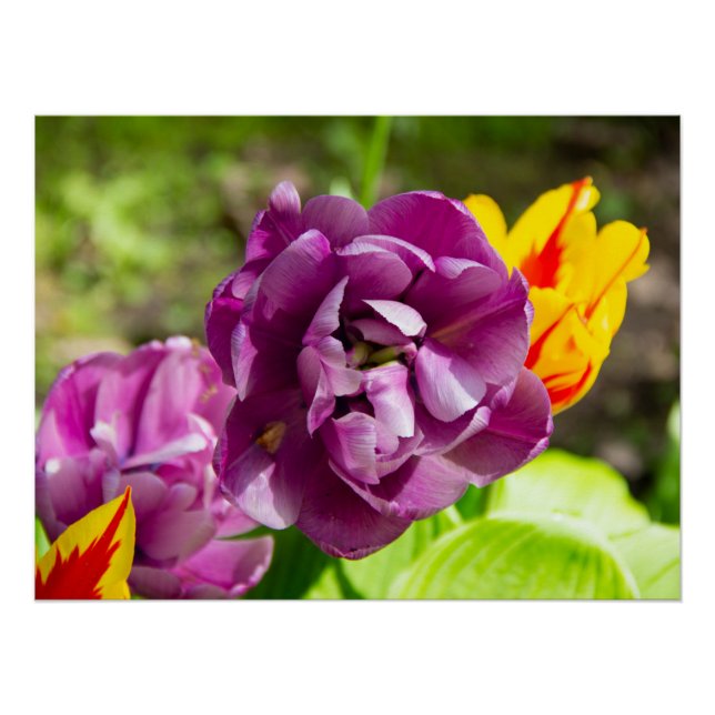 Pôster Tulipas lilás num dia ensolarado (Frente)