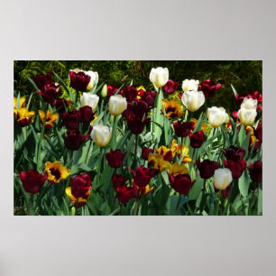 Pôster Tulipas Marrons e Amarelas Floral Colorido