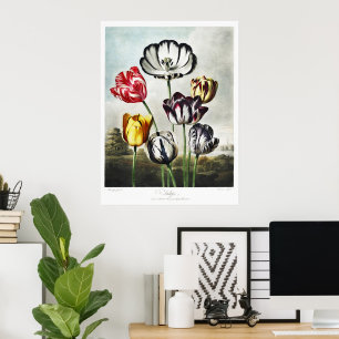 Poster Tulipas Multicolor no Estilo Regency Mal-humorado
