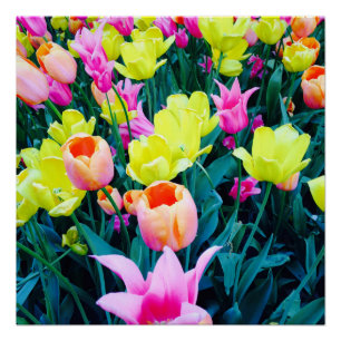 Pôster Tulipas na cidade