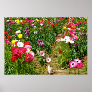 Pôster Tulipas & papoilas