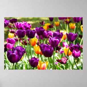 Poster Tulipas púrpura e amarelas cúbicas