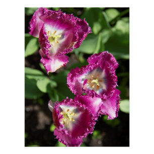 Pôster Tulipas púrpuras e brancas no jardim