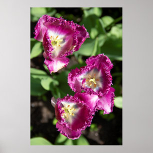 Poster Tulipas púrpuras e brancas no jardim