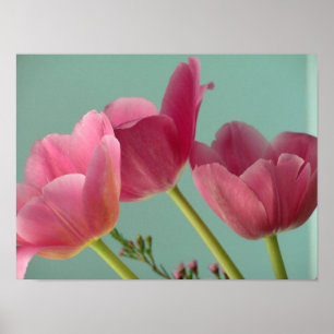 Poster Tulipas Rosa