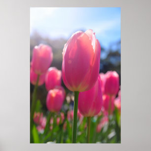 Poster Tulipas rosa