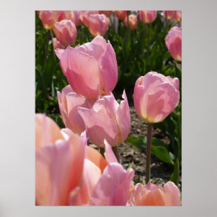 Poster Tulipas Rosa