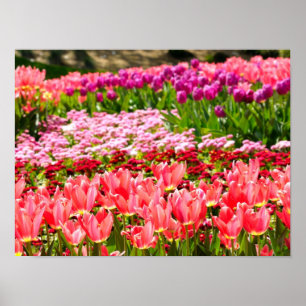 Pôster Tulipas rosa