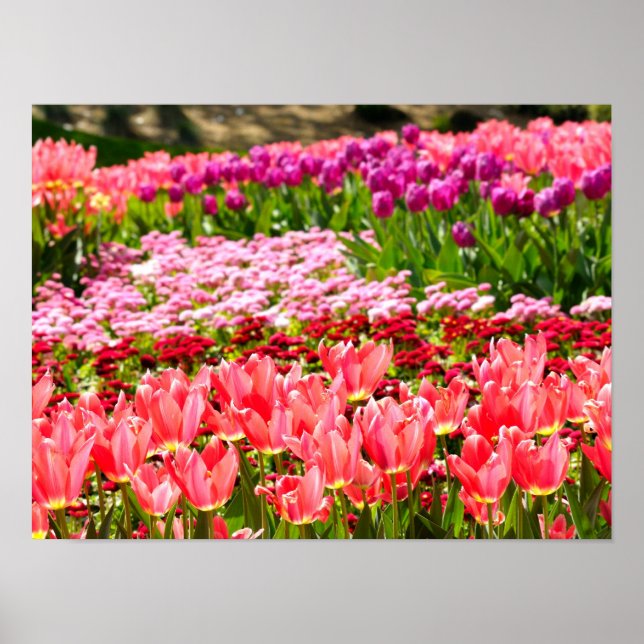 Pôster Tulipas rosa (Frente)