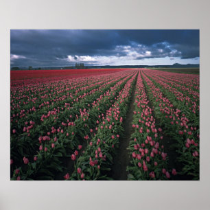 Poster Tulipas rosa brilhante e vermelho brilham sob o es