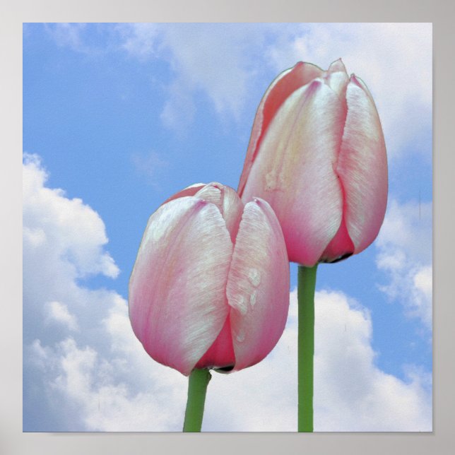 Poster Tulipas Rosa Céu Azul E Nuvens Brancas (Frente)