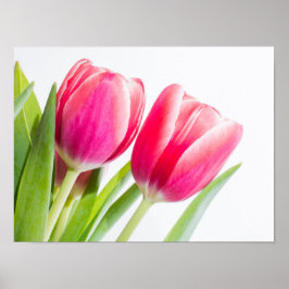 Poster Tulipas Rosa com Foto de Folhas Verdes
