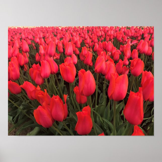 Poster Tulipas Rosa Corais (Frente)