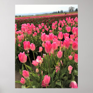 Poster Tulipas Rosa e Vermelhas em um Campo, Oregon