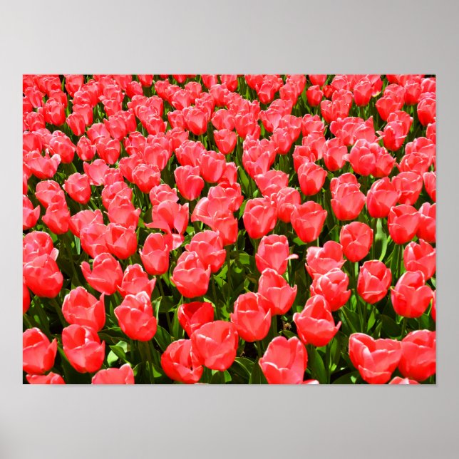 Pôster Tulipas rosa profundo (Frente)
