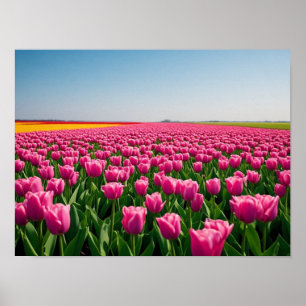 Poster Tulipas Rosa Vibrante na Campo de Primavera