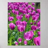Tulipas Roxas